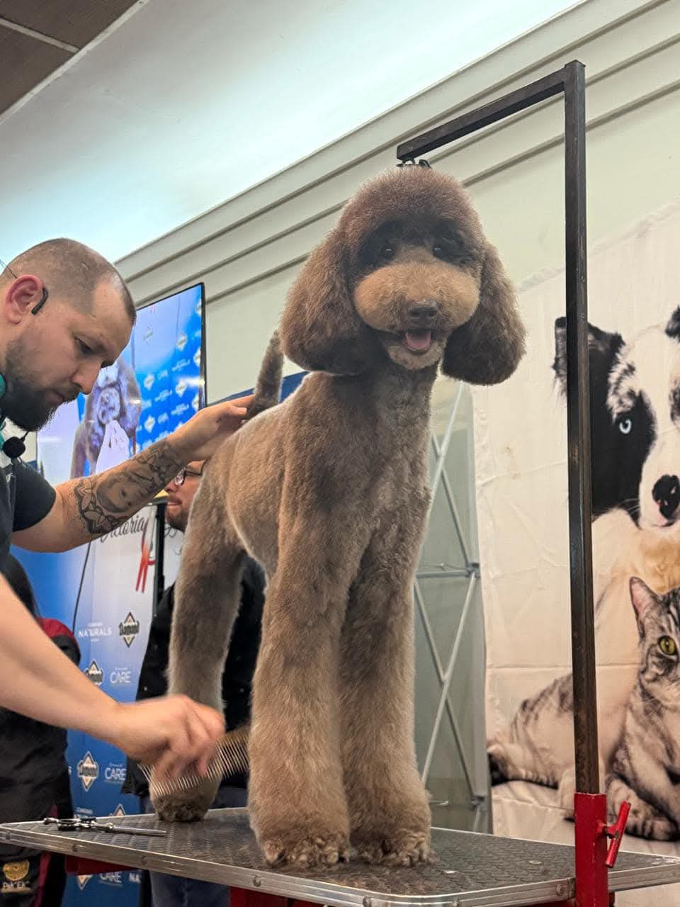 A groomed brown standard poodle finished to breed standard on the grooming table