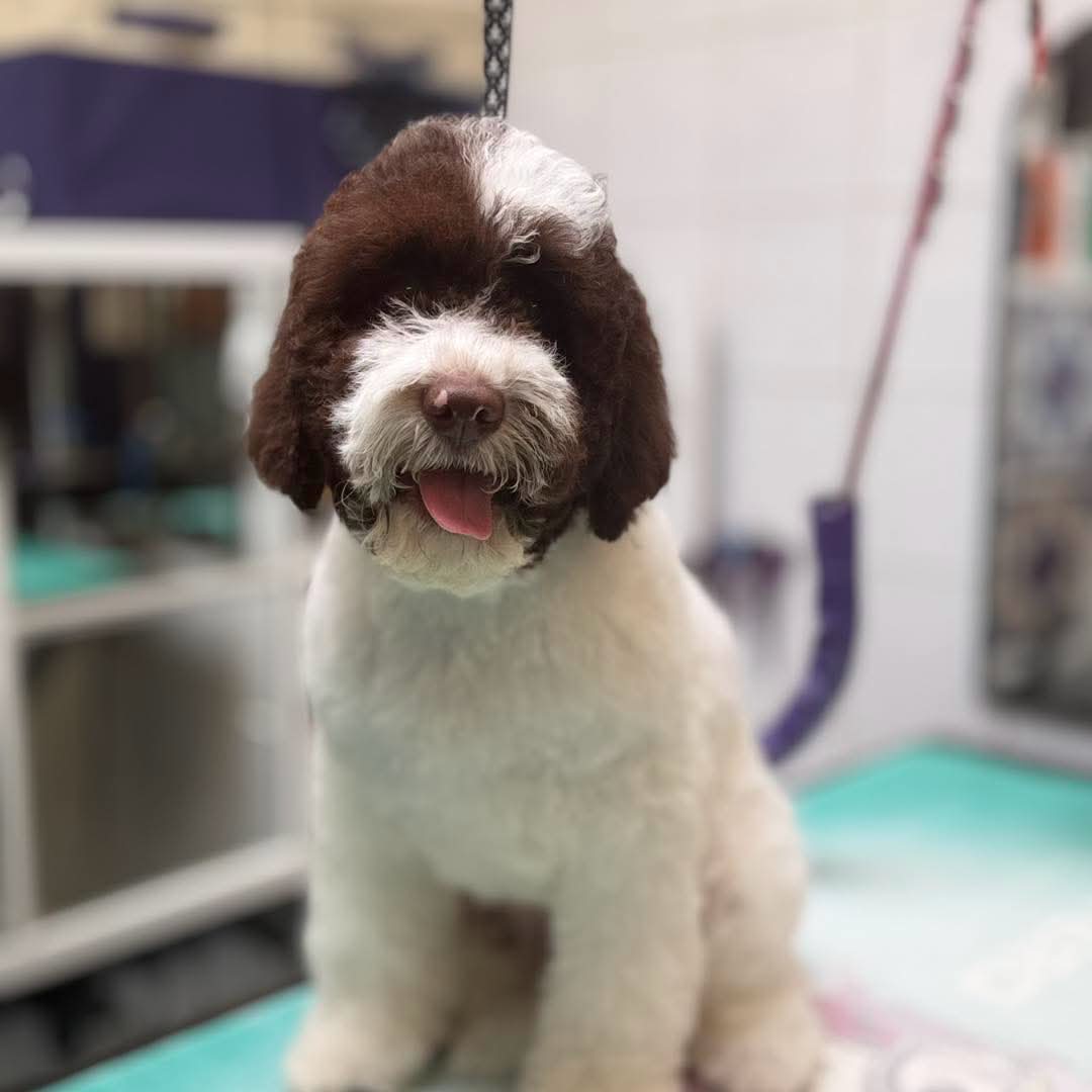 Brown and white lagotto sitting after a full groom