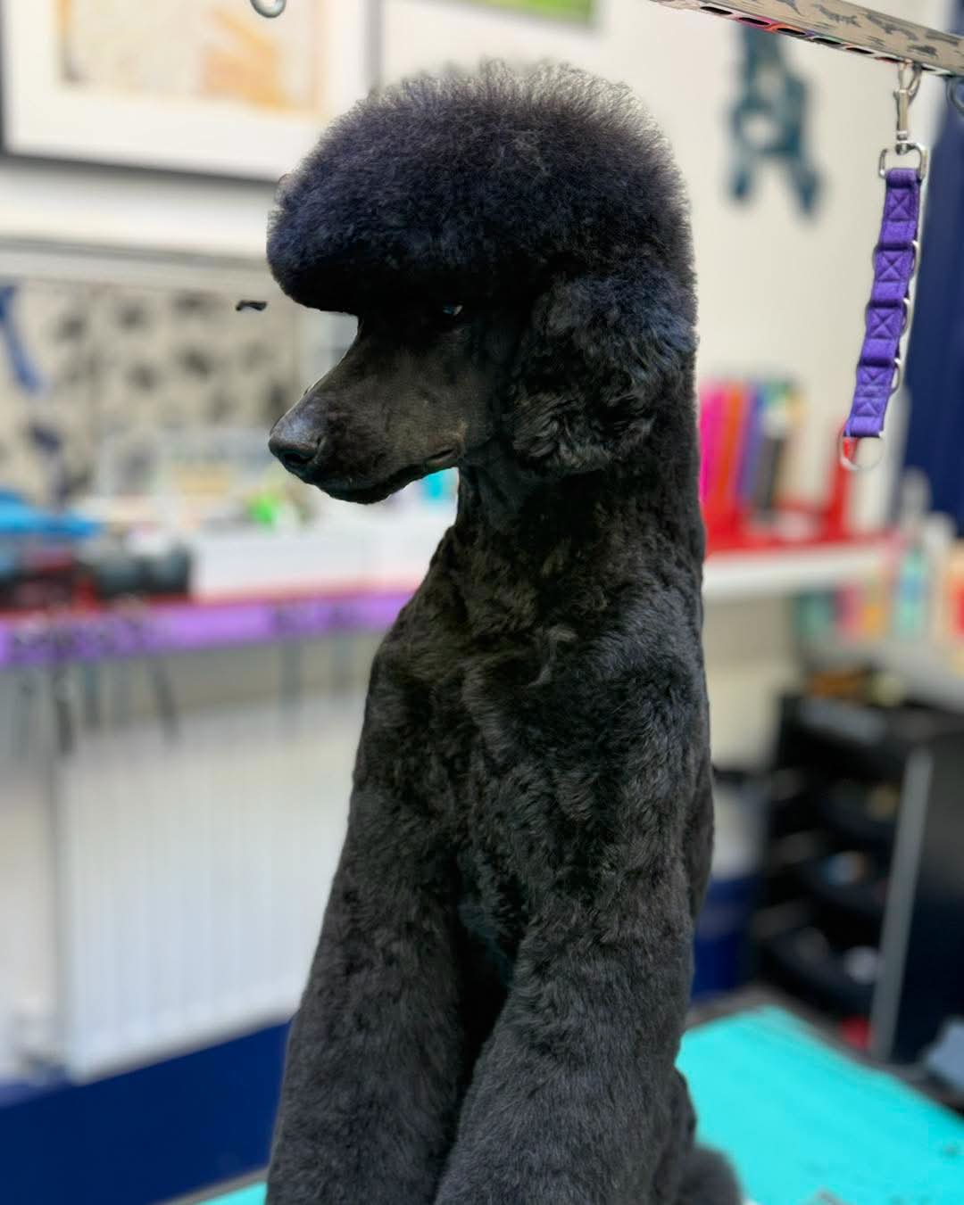 Black poodle with a sculpted topknot, groomed by Costin Stoica