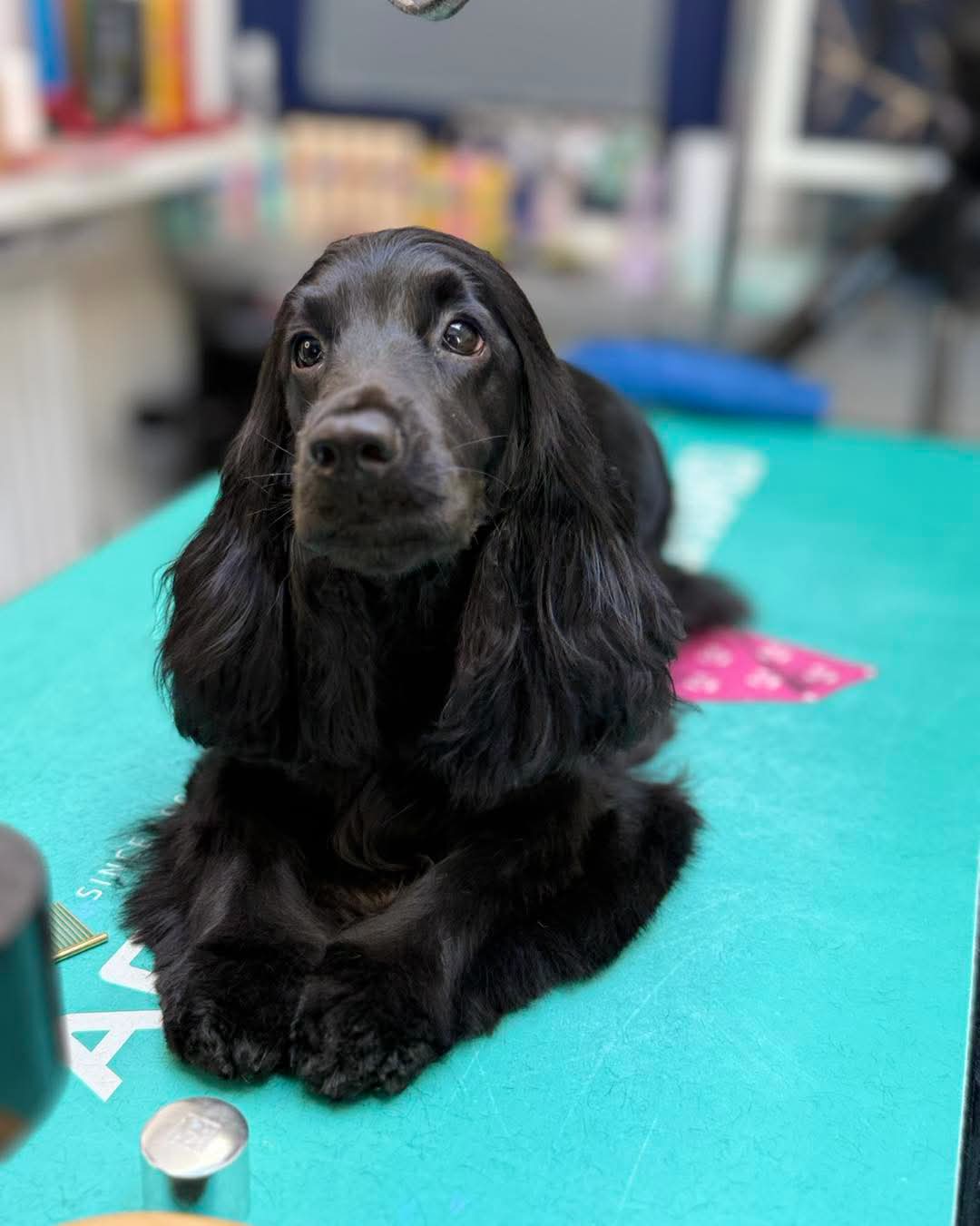 Black cocker spaniel with a soft hand-finished coat